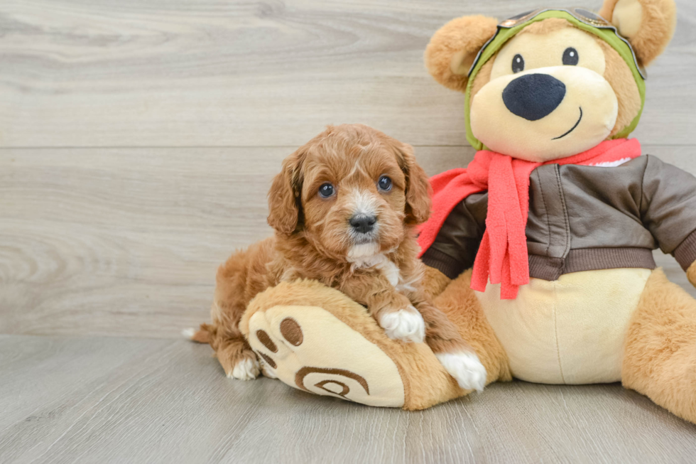 Cavapoo Pup Being Cute