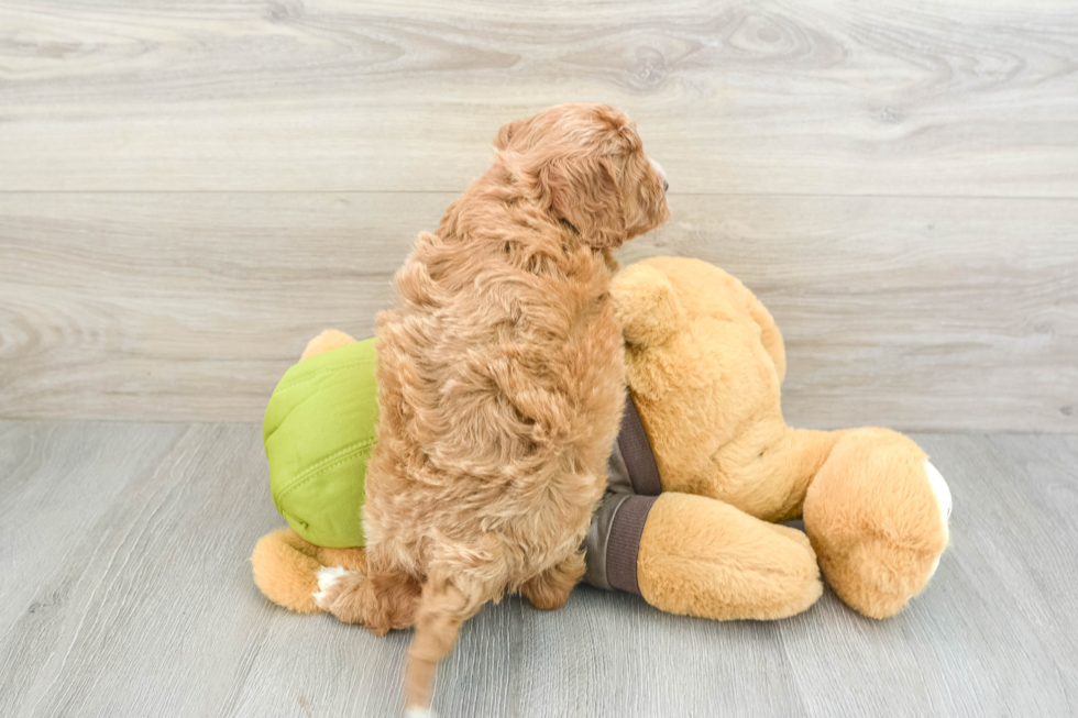 Cute Cavapoo Baby