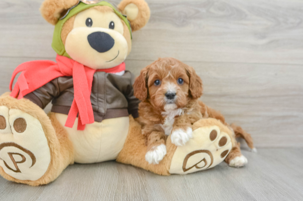 6 week old Cavapoo Puppy For Sale - Florida Fur Babies