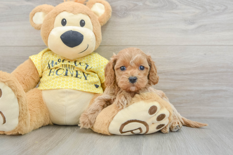 5 week old Cavapoo Puppy For Sale - Florida Fur Babies