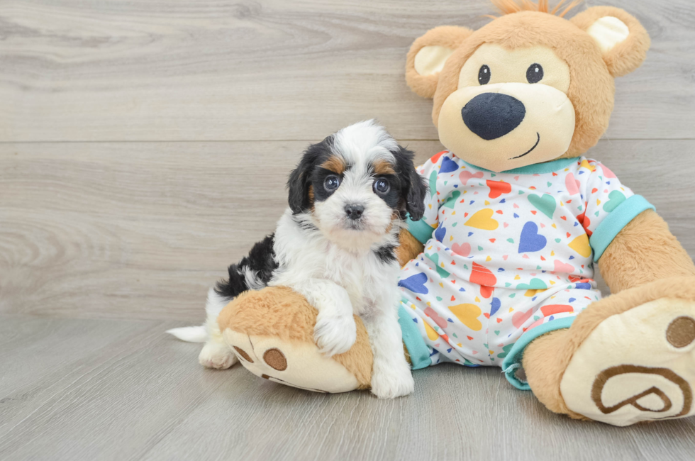 6 week old Cavapoo Puppy For Sale - Florida Fur Babies