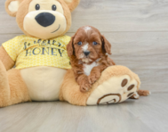 8 week old Cavapoo Puppy For Sale - Florida Fur Babies