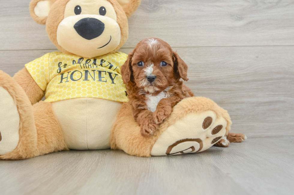 5 week old Cavapoo Puppy For Sale - Florida Fur Babies