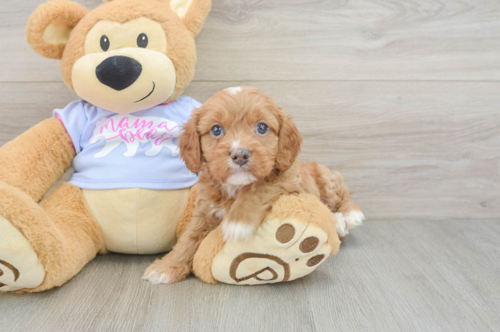 5 week old Cavapoo Puppy For Sale - Florida Fur Babies