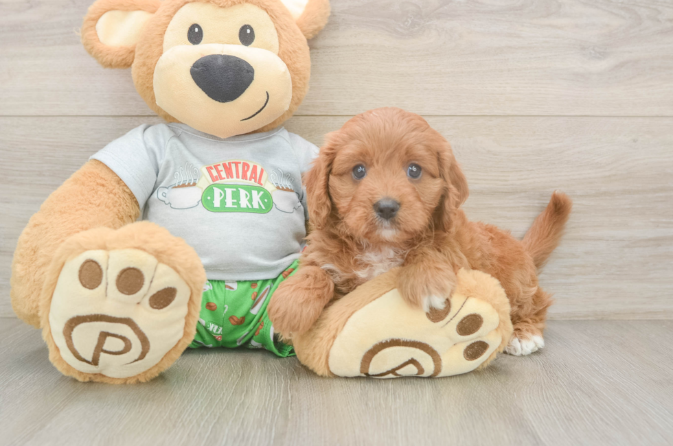 6 week old Cavapoo Puppy For Sale - Florida Fur Babies