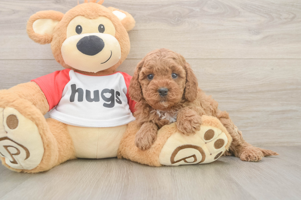 6 week old Cavapoo Puppy For Sale - Florida Fur Babies