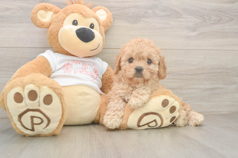 6 week old Cavapoo Puppy For Sale - Florida Fur Babies