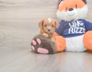 9 week old Cavapoo Puppy For Sale - Florida Fur Babies