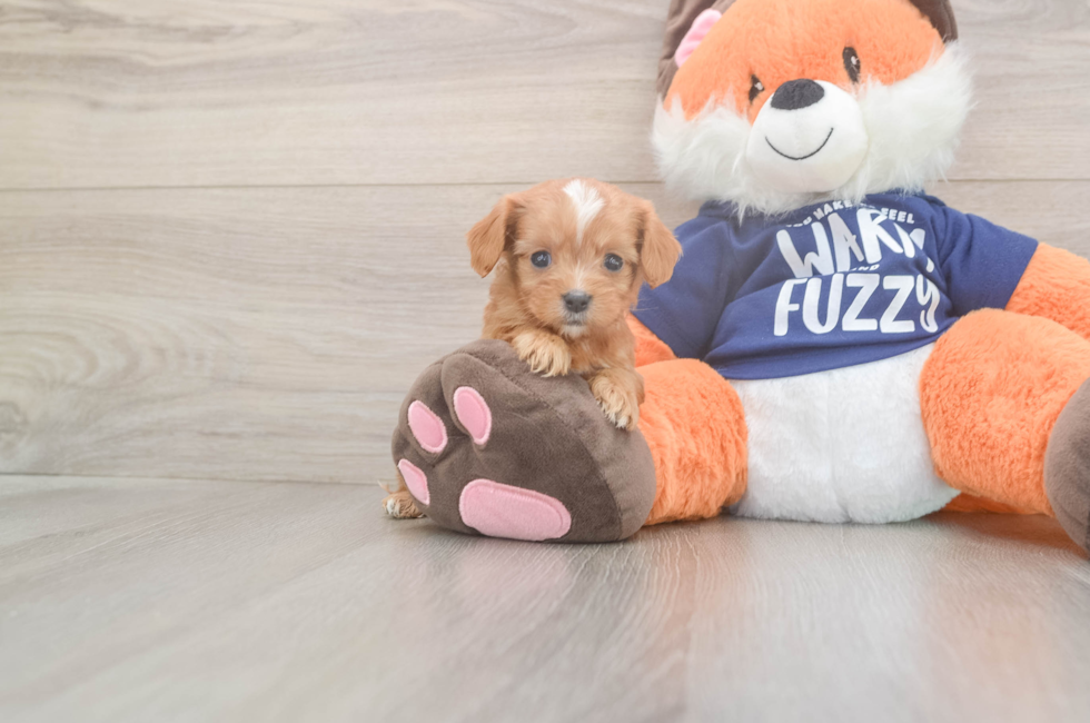 9 week old Cavapoo Puppy For Sale - Florida Fur Babies
