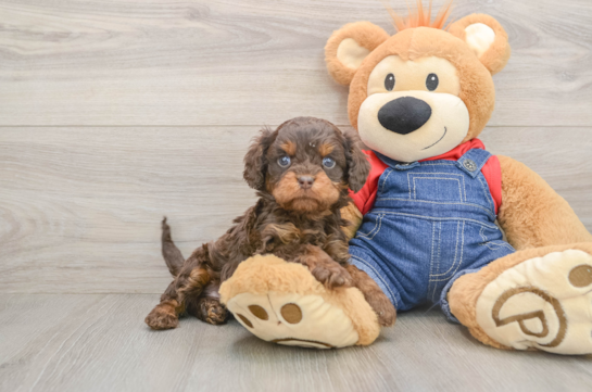 Cavapoo Puppy for Adoption