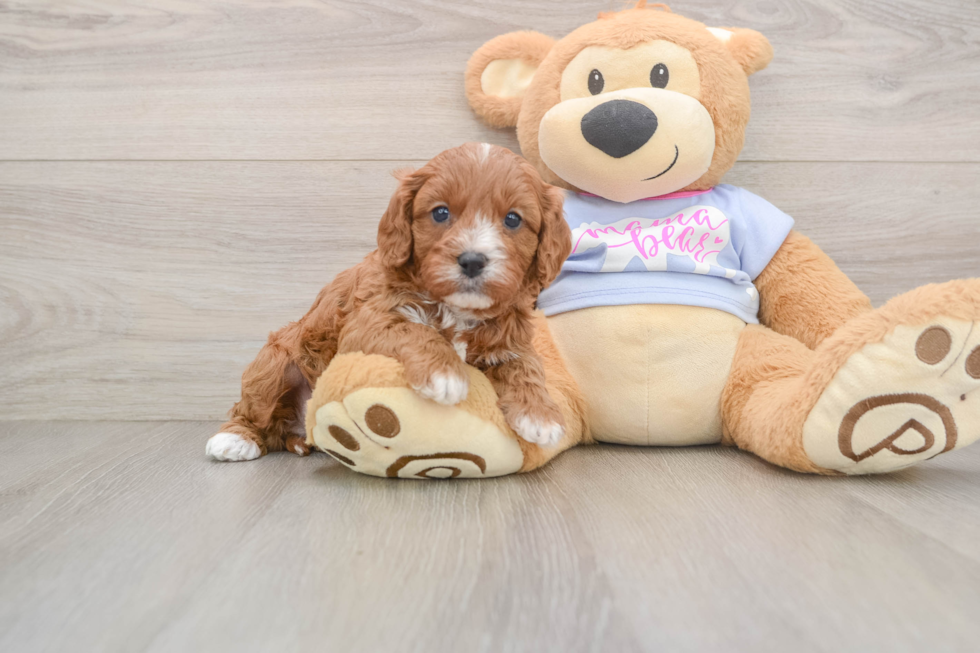 Best Cavapoo Baby