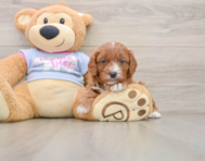 7 week old Cavapoo Puppy For Sale - Florida Fur Babies