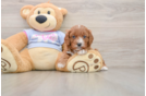 Playful Cavapoodle Poodle Mix Puppy