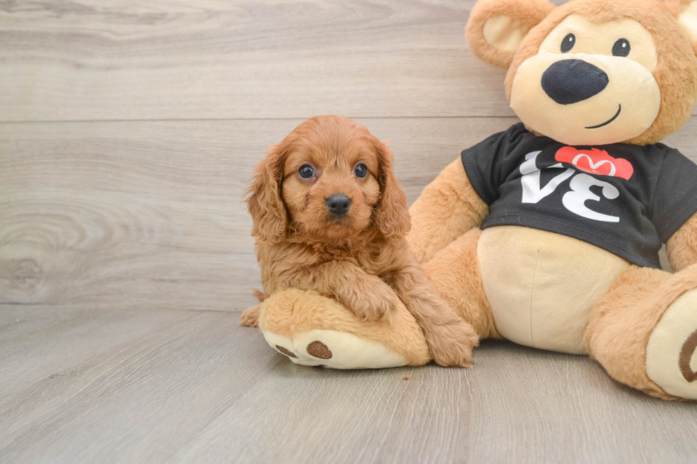 Cute Cavapoo Baby