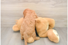 Best Cavapoo Baby