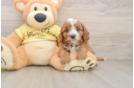 Cavapoo Pup Being Cute