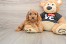 Best Cavapoo Baby