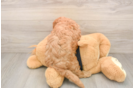 Hypoallergenic Cavadoodle Poodle Mix Puppy