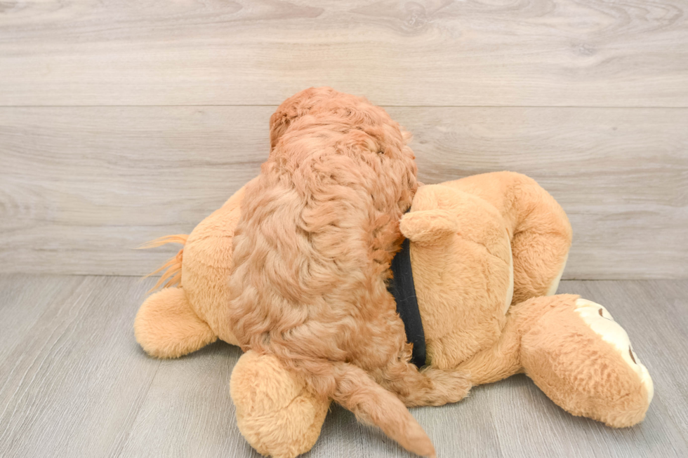 Hypoallergenic Cavadoodle Poodle Mix Puppy