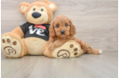Petite Cavapoo Poodle Mix Pup