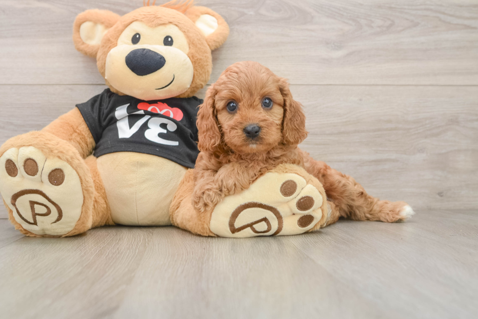Petite Cavapoo Poodle Mix Pup