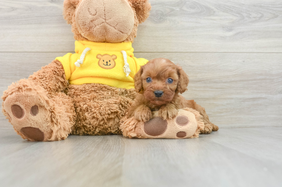 8 week old Cavapoo Puppy For Sale - Florida Fur Babies