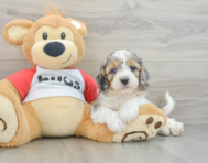 8 week old Cavapoo Puppy For Sale - Florida Fur Babies