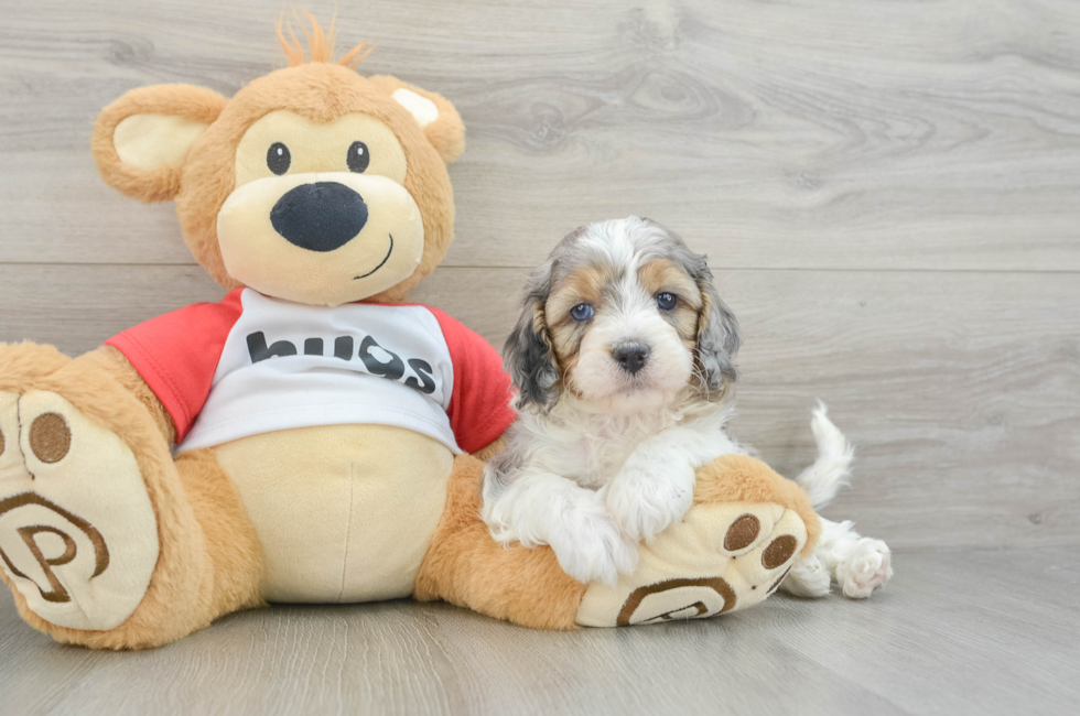 5 week old Cavapoo Puppy For Sale - Florida Fur Babies