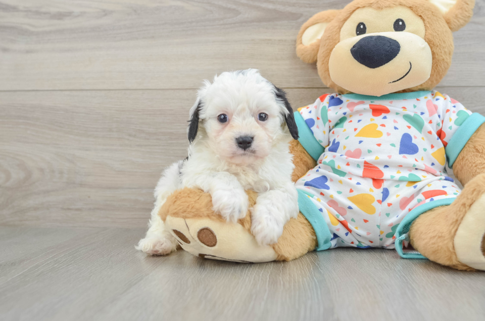 6 week old Cavapoo Puppy For Sale - Florida Fur Babies