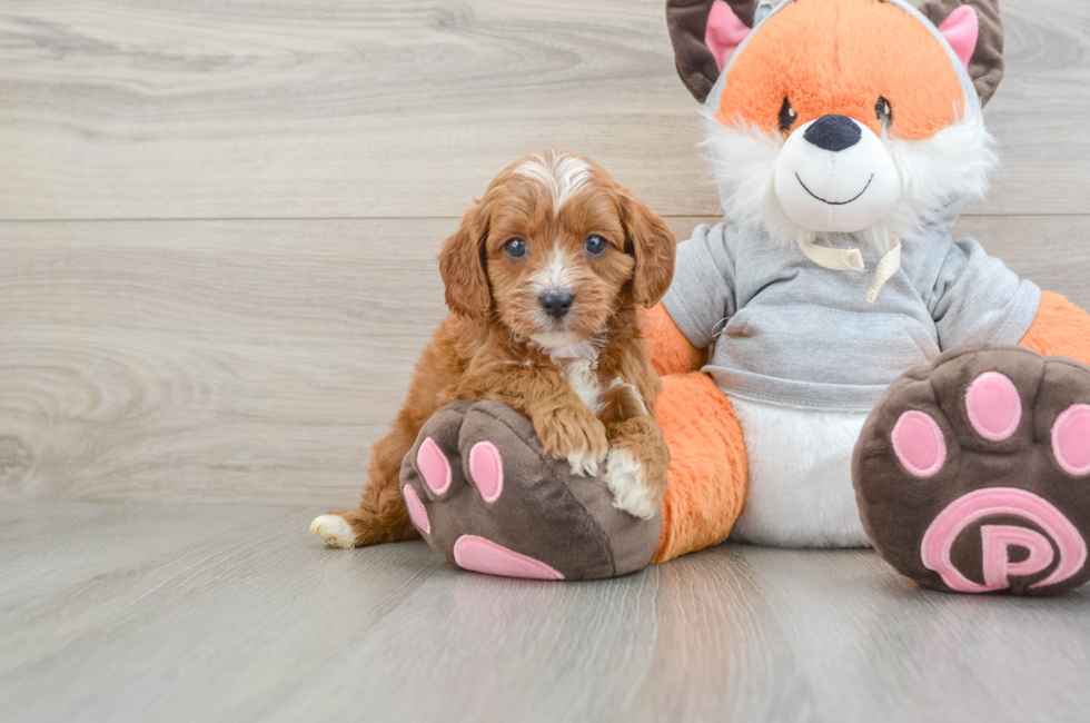 5 week old Cavapoo Puppy For Sale - Florida Fur Babies