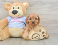 8 week old Cavapoo Puppy For Sale - Florida Fur Babies