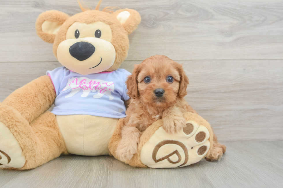5 week old Cavapoo Puppy For Sale - Florida Fur Babies