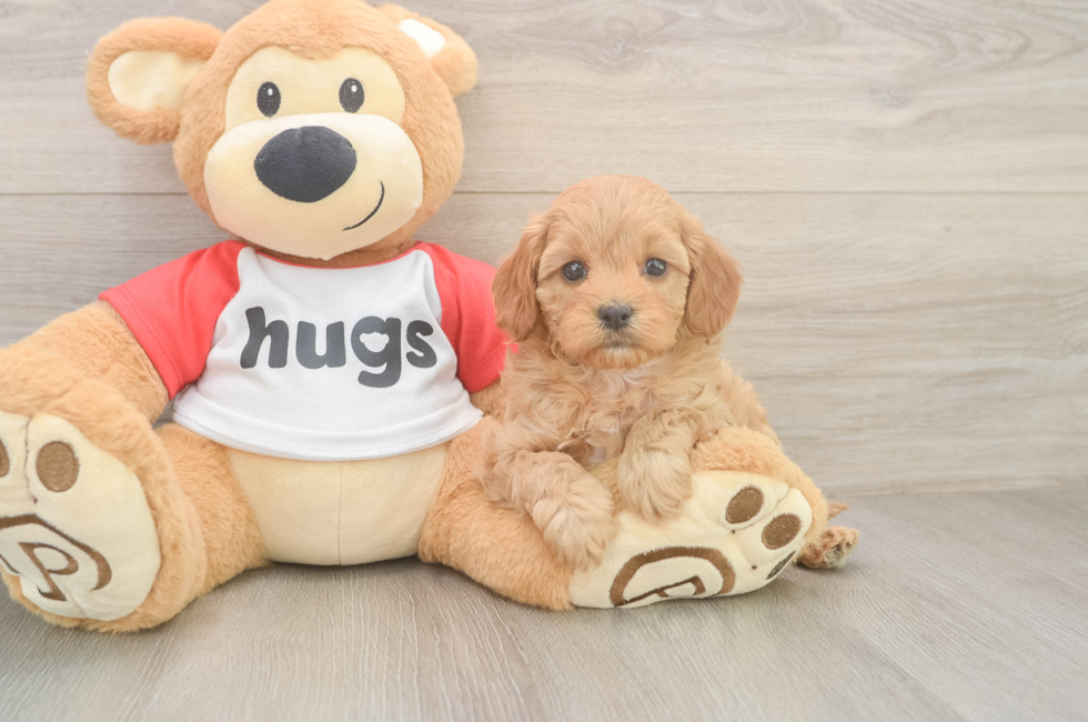 6 week old Cavapoo Puppy For Sale - Florida Fur Babies