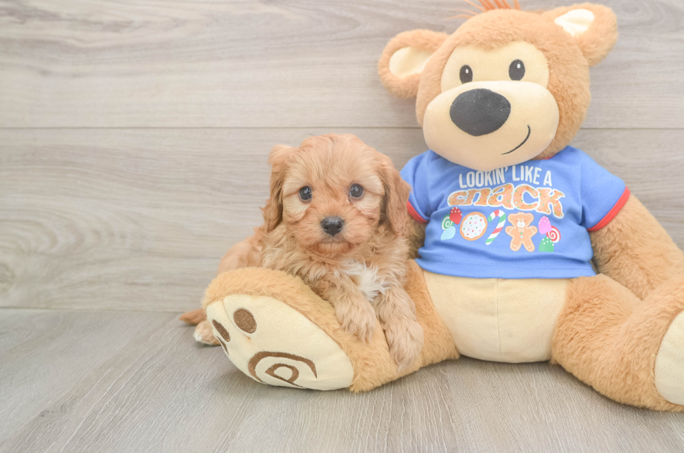 5 week old Cavapoo Puppy For Sale - Florida Fur Babies
