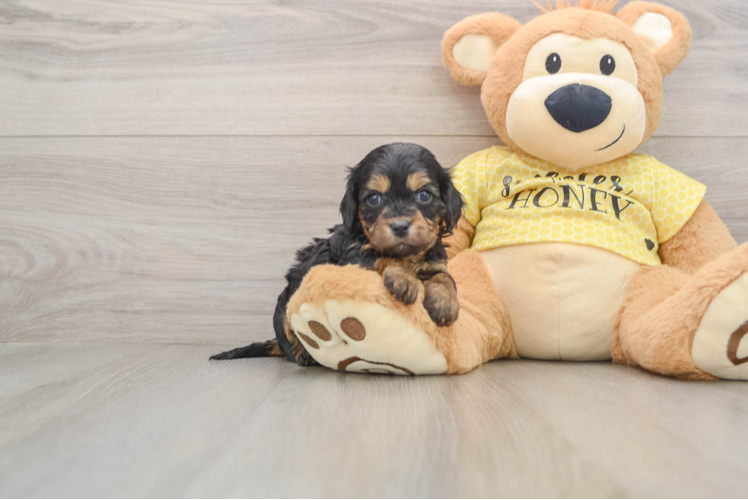 Cavapoo Puppy for Adoption