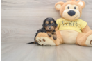 Cavapoo Puppy for Adoption