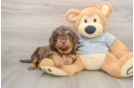 Cavapoo Puppy for Adoption