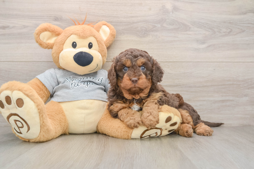 Adorable Cavalier King Charles Spaniel and Poodle Mix Poodle Mix Puppy