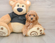 8 week old Cavapoo Puppy For Sale - Florida Fur Babies