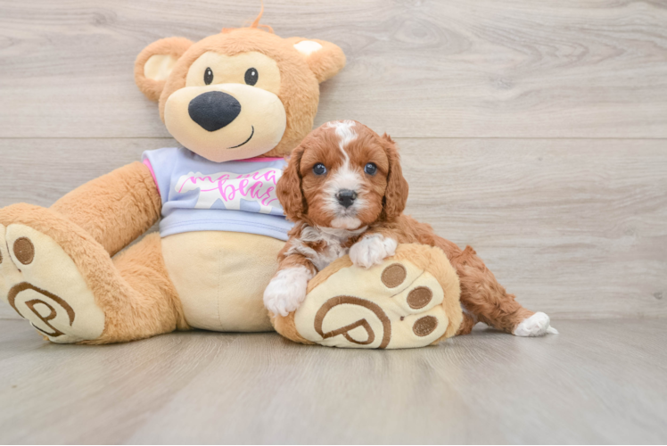 Cavapoo Puppy for Adoption