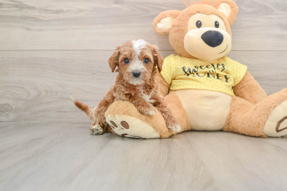 Friendly Cavapoo Baby