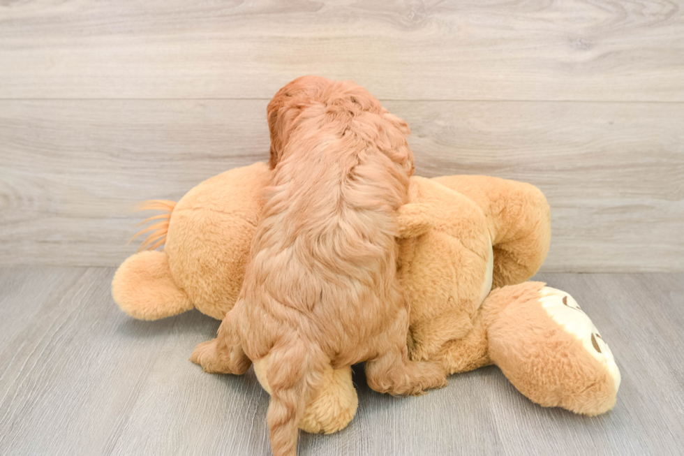Cavapoo Pup Being Cute