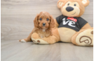 Cavapoo Pup Being Cute