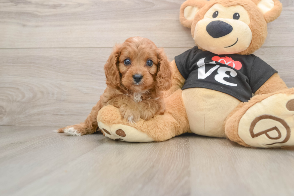 Cavapoo Pup Being Cute