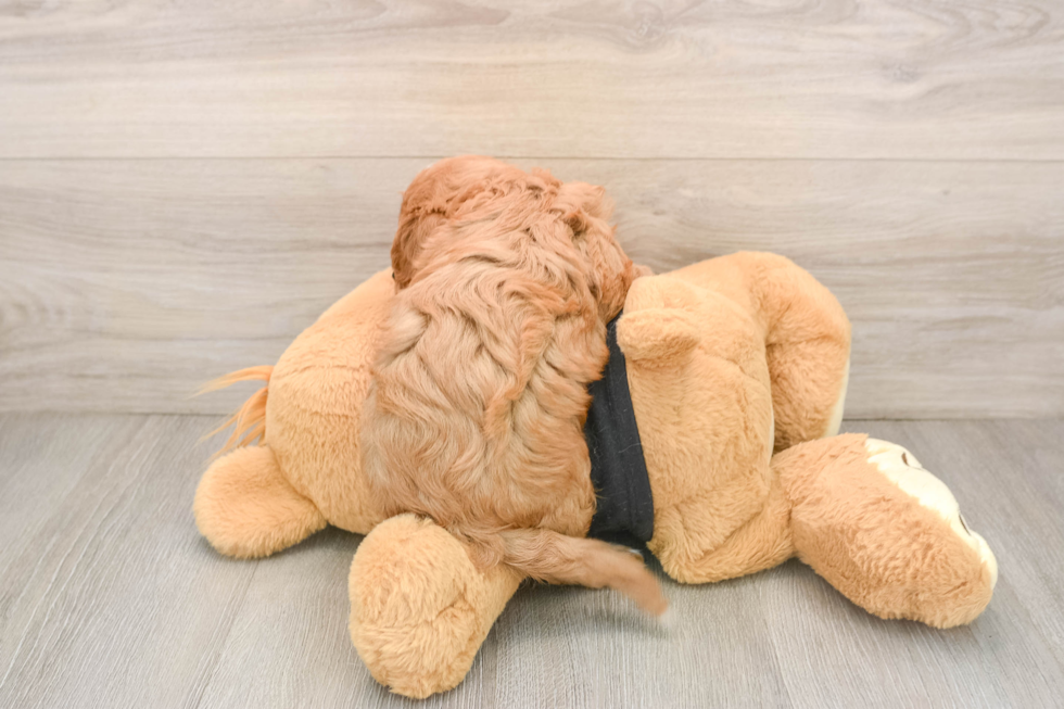 Energetic Cavoodle Poodle Mix Puppy