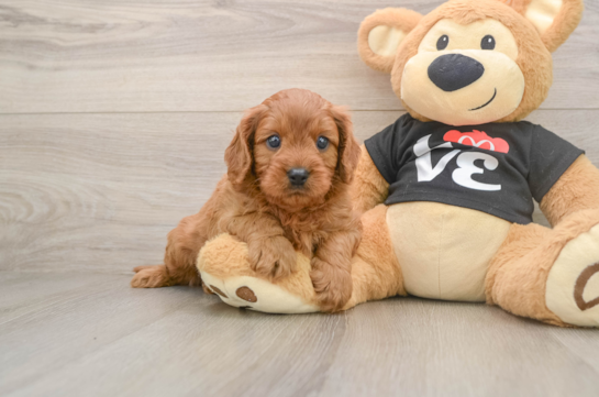 Cavapoo Puppy for Adoption