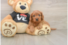 Cavapoo Puppy for Adoption
