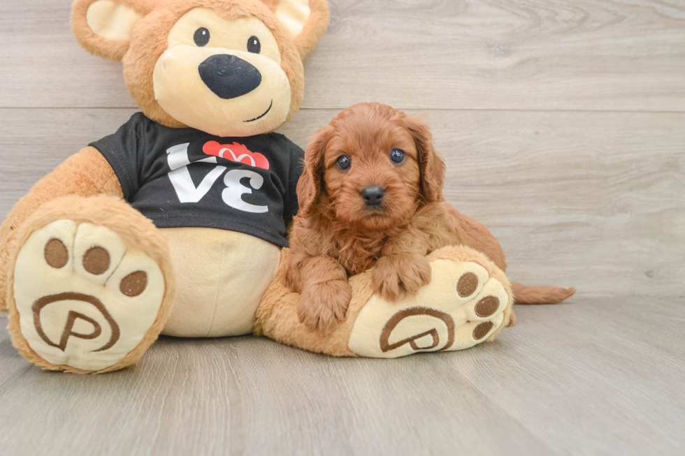 Cavapoo Puppy for Adoption