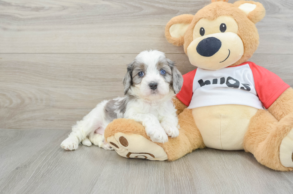 5 week old Cavapoo Puppy For Sale - Florida Fur Babies