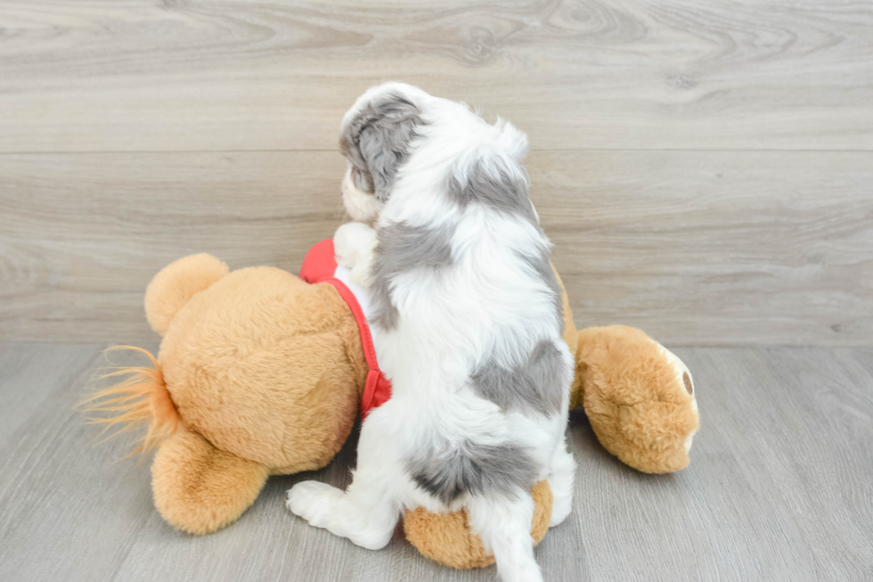 Adorable Cavalier King Charles Spaniel and Poodle Mix Poodle Mix Puppy